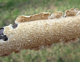Irpex lacteus image