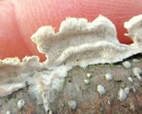Irpex lacteus image