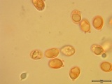 Cantharellus viscosus image