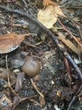 Geastrum fimbriatum image