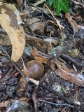 Geastrum fimbriatum image