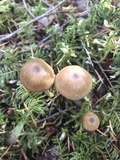 Entoloma cetratum image