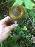 Amanita sect. Vaginatae image