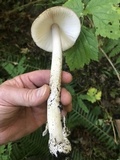 Amanita sect. Vaginatae image