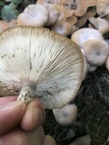 Armillaria solidipes image