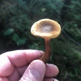 Hygrophoropsis rufa image