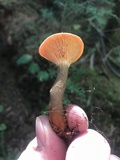 Hygrophoropsis rufa image