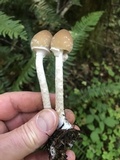 Psathyrella ellenae var. yubaensis image