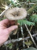 Clitocybula atrialba image