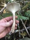 Clitocybula atrialba image