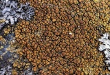 Caloplaca feracissima image