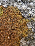 Caloplaca feracissima image