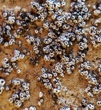 Myriolecis dispersa image