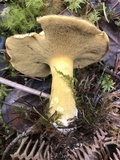 Suillus fuscotomentosus image