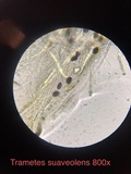 Trametes suaveolens image
