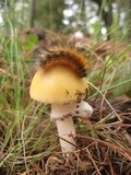 Amanita xylinivolva image