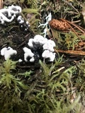Phellodon niger image
