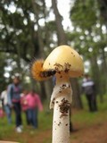 Amanita xylinivolva image