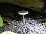 Pluteus nanus image