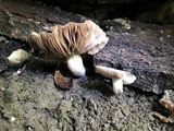 Pluteus nanus image