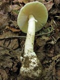 Amanita murrilliana image