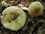 Amanita murrilliana image