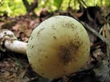 Amanita murrilliana image