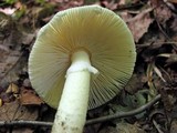 Amanita murrilliana image