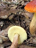 Boletus longicurvipes image