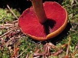 Cortinarius semisanguineus image