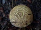 Suillus tomentosus image