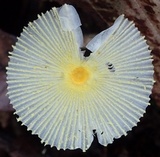 Leucocoprinus fragilissimus image