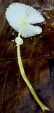 Leucocoprinus fragilissimus image