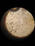 Panaeolus antillarum image