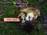 Suillus brevipes image