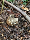 Geastrum fimbriatum image