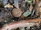 Geastrum fimbriatum image