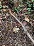 Geastrum fimbriatum image