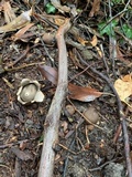 Geastrum fimbriatum image