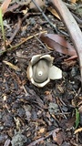 Geastrum fimbriatum image