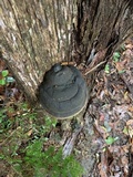 Phellinus igniarius image
