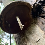 Phellinus igniarius image