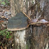Phellinus igniarius image