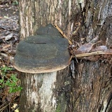 Phellinus igniarius image