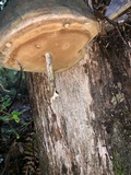 Phellinus igniarius image