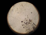 Panaeolus antillarum image