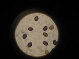 Panaeolus antillarum image