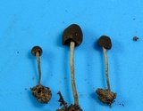 Entoloma dysthaloides image