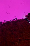 Entoloma dysthaloides image