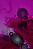 Entoloma dysthaloides image